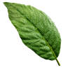 vigor leaf1 quest item remnant2 wiki guide 100px